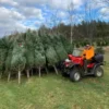 buy christmas tree liquidation pallets