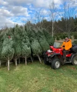 buy christmas tree liquidation pallets